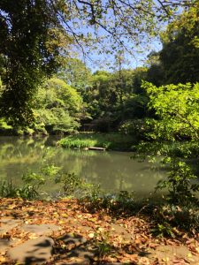 Sanshiro pond on the campus of the University of Tokyo.