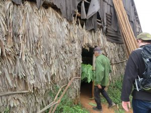 A hut where tobacco is dried.