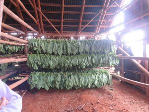 Tobacco, stored in a hut to dry for six months.