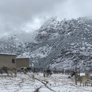 Vacas en la nieve (Trevélez)