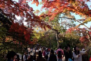 Some of the crowds at Mt. Takao taking photos with the autumn leaves