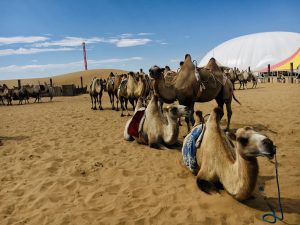 Camels at Xiangshawan