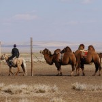 Camels in the Semi-Gobi