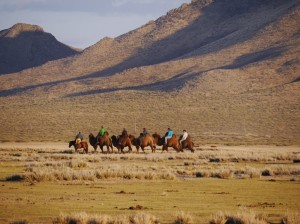 Camels in the Semi-Gobi2