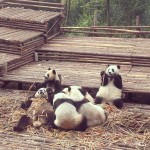Chengdu's panda sanctuary, Imogen Page Jarrett Oct14