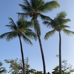IMG_0319