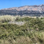 IMG_20230619_061931