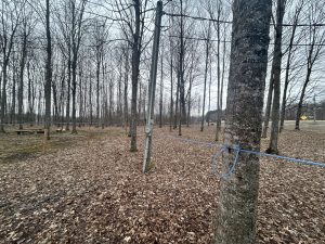 L'érablière avec tous les tuyaux qui collectent la sève des arbres