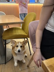 Un corgi curioso en la Corgi Café, Barcelona