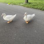Two ducks taking a walk by the river near where I live
