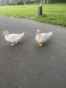 Two ducks taking a walk by the river near where I live