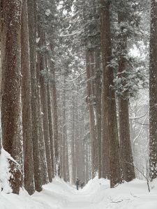 Nagano trip in the snow