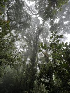 Monteverde cloud forest