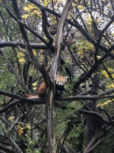 A red panda at Schönbrunn Zoo 
