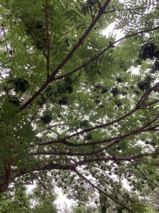 Image_20250614132817