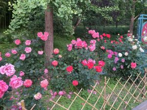 Image_20250614132828