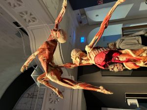 Part of the Body Worlds Exhibition
