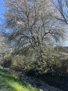 Kirschbluete