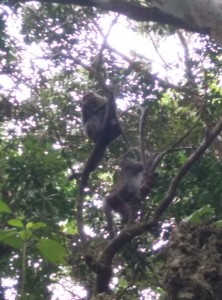 Monkeys in Taiwan