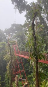 Bridge in the cloud forest