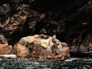Sea lions in Paracas