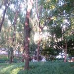 China Park
